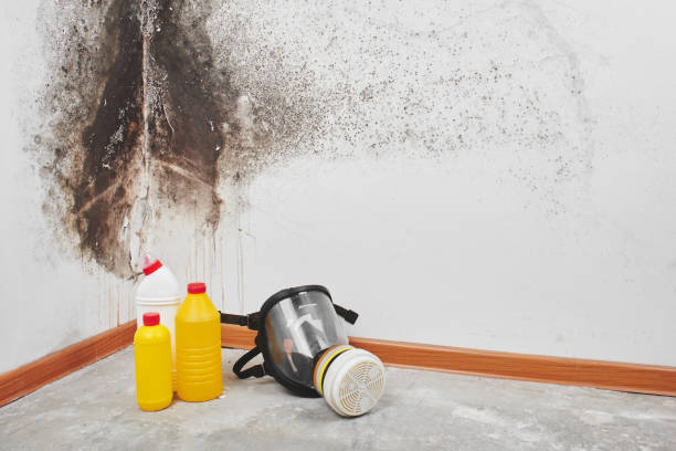Professional Mold Removal in Putnam Lake, NY