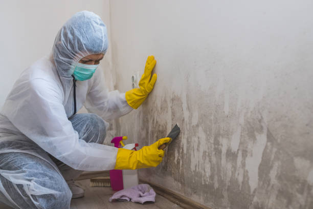 Best Professional Mold Removal  in Putnam Lake, NY