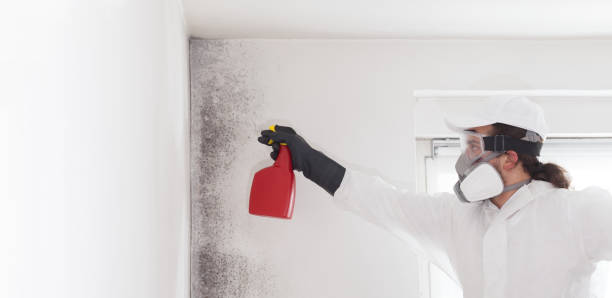 Mold Testing and Removal in Putnam Lake, NY