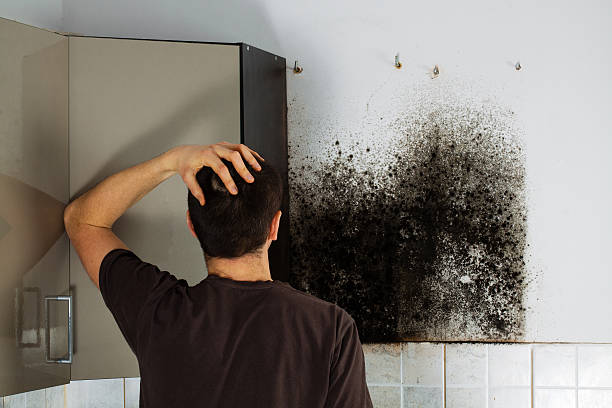 Best Mold Remediation Services  in Putnam Lake, NY